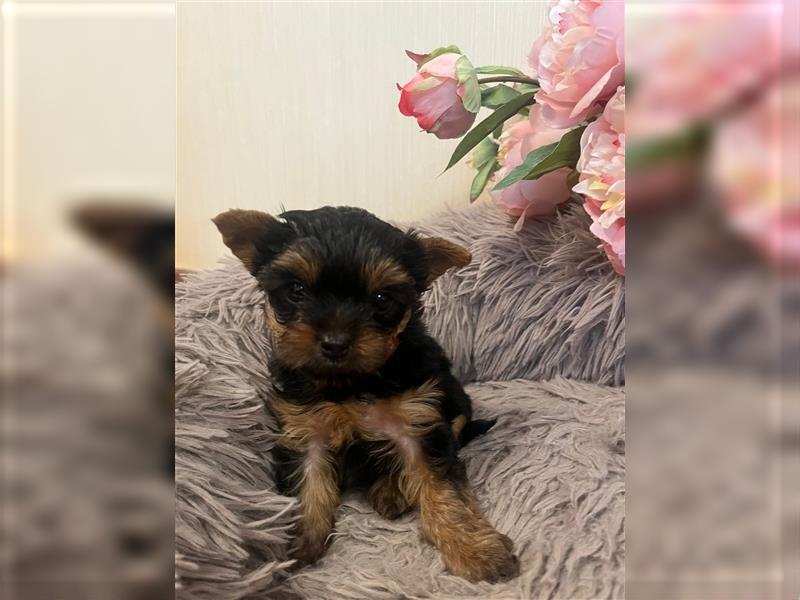 Wunderschöne reinrassige Yorkshire-Terrier Welpen Dame zu verkaufen