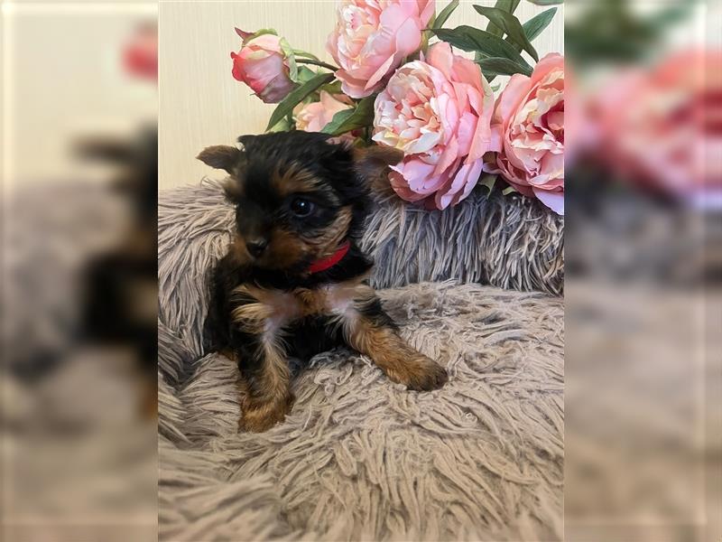 Wunderschöne reinrassige Yorkshire-Terrier Welpen Dame zu verkaufen