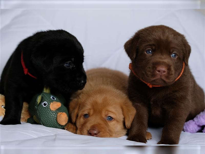 Labrador Welpen Braun, Schwarz, Foxred, Gelb