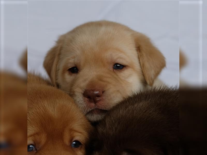 Labrador Welpen Braun, Schwarz, Foxred, Gelb