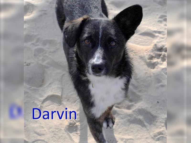 DARVIN ❤sucht Zuhause oder Pflegestelle
