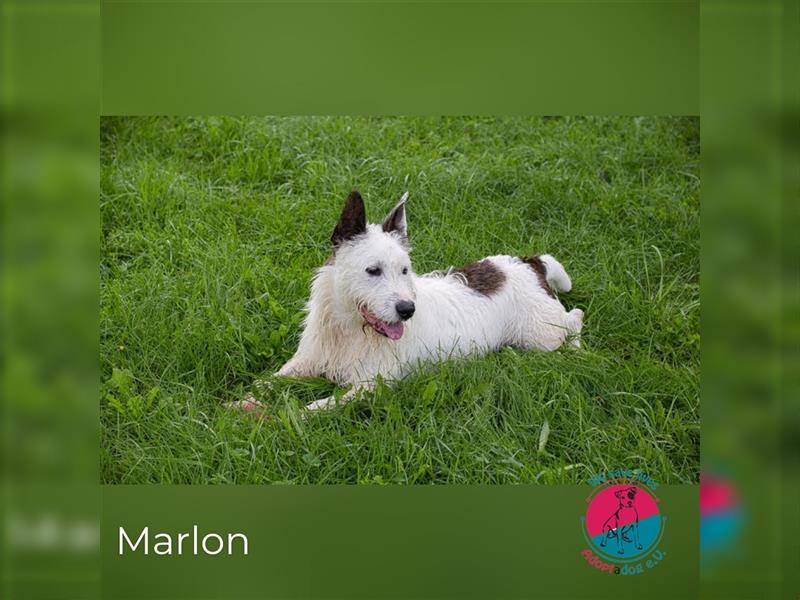 Marlon – Ein Clown auf vier Pfoten