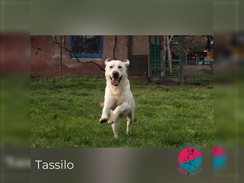 Tassilo – goldenes Fellknäuel mit großem Herzen!