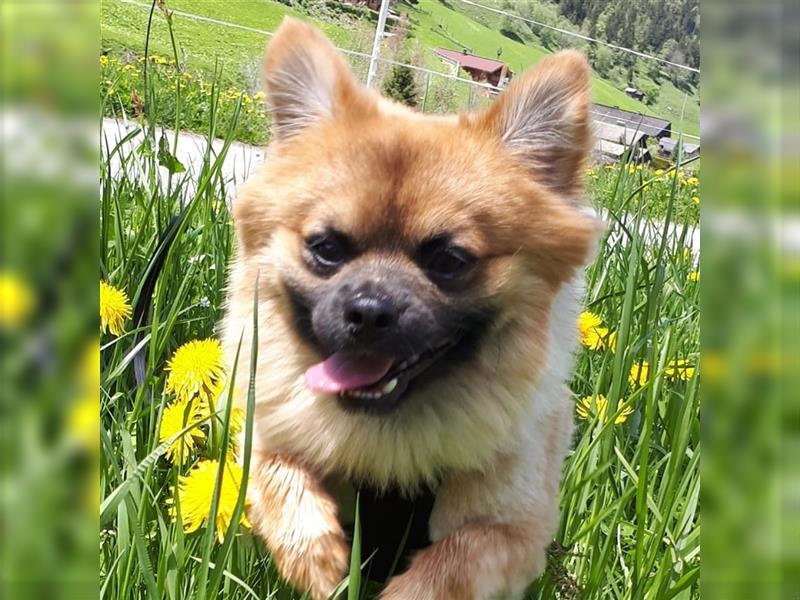 Zwergspitz Pomeranian Mops Mischling