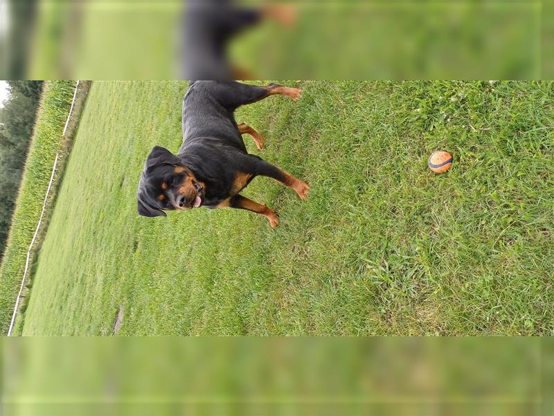 Verkaufe Rottweiler Hündin