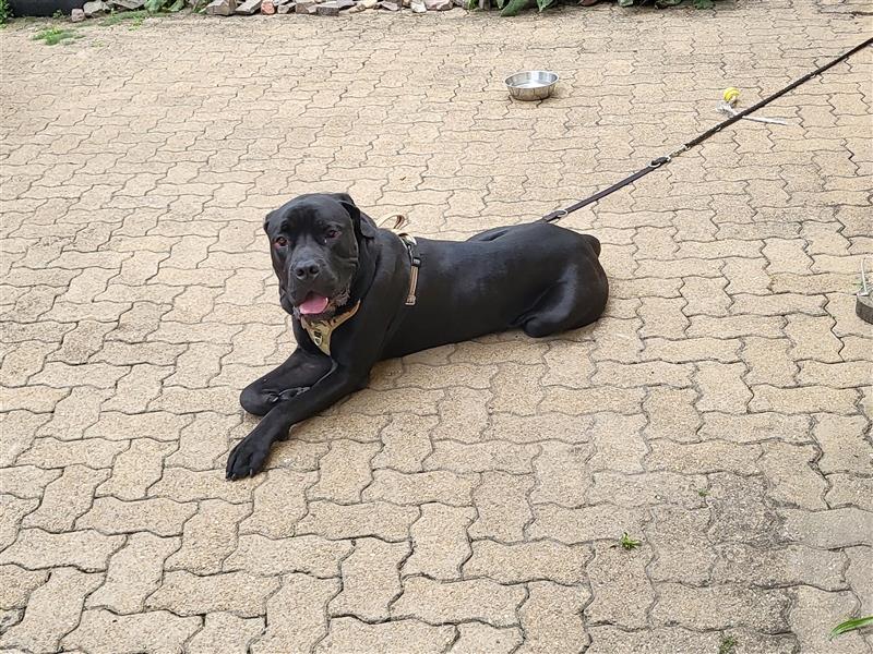 Cane corso