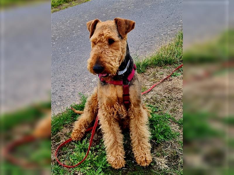 Airedaleterrier Welpen