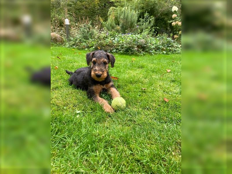 Airedaleterrier Welpen