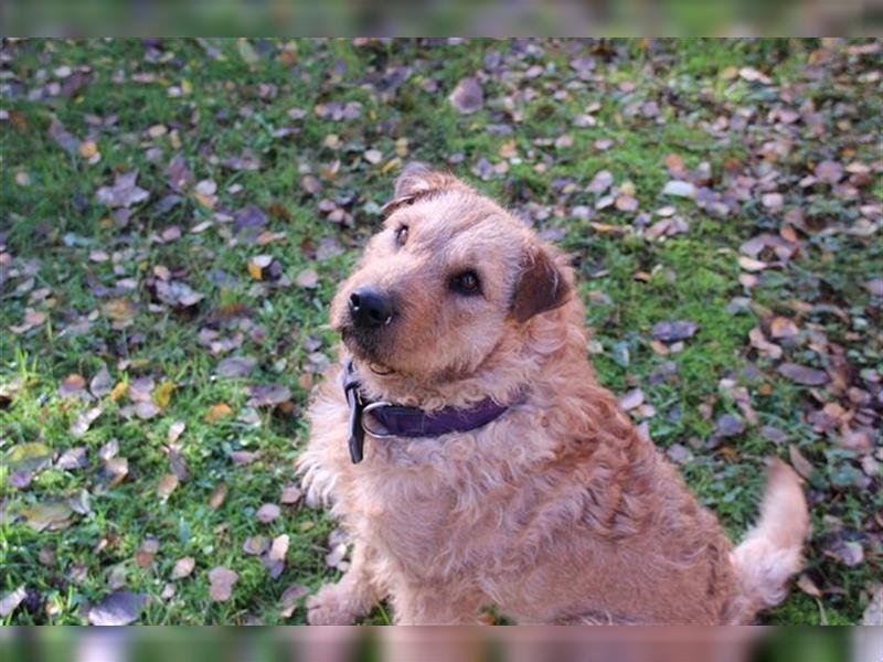 Klara, Airedale-Terrier-Labrador-Mix, geb. 2021, freundlich, selbstbewusst, su. Familie mit Haus u