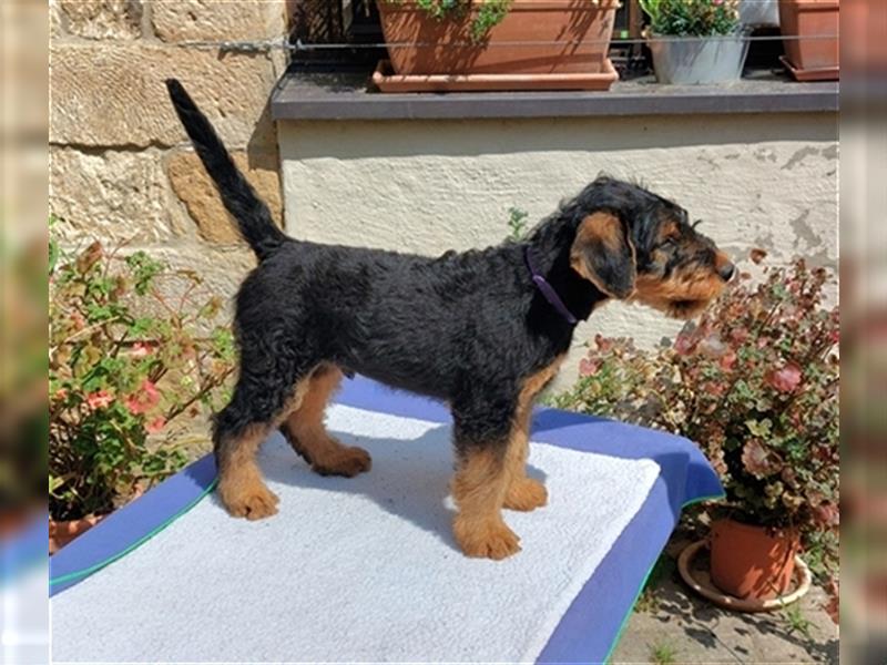 Airedale Terrier Hündin