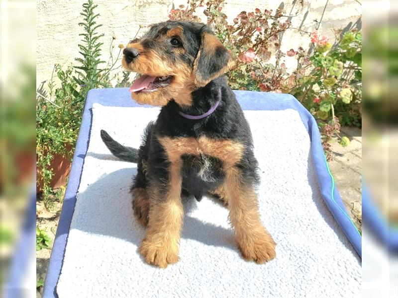 Airedale Terrier Hündin