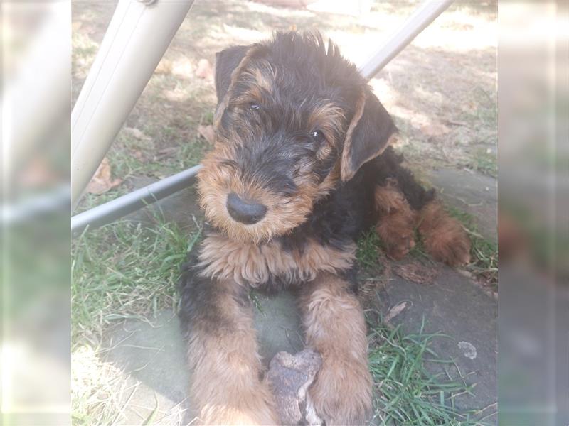 Airedale Terrier Hündin