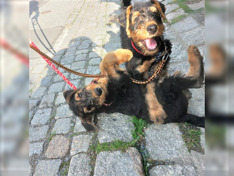 Airedale Terrier Hündin