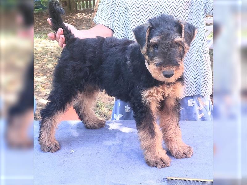 Airedale Terrier Hündin