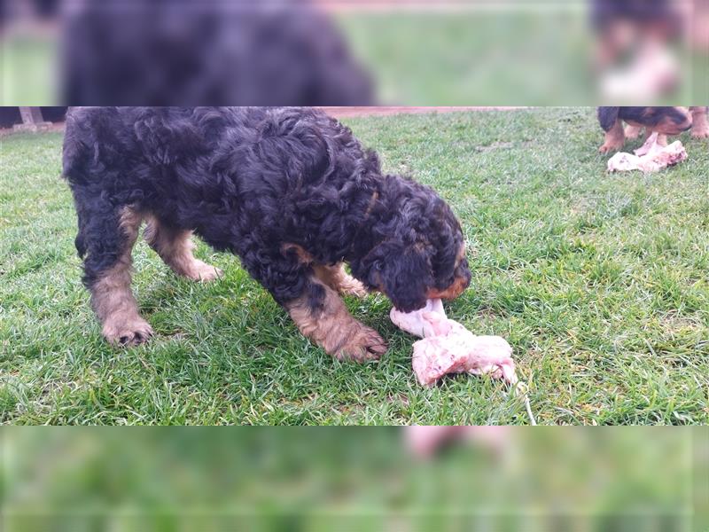 Airedale Terrier  Welpen  Hündin