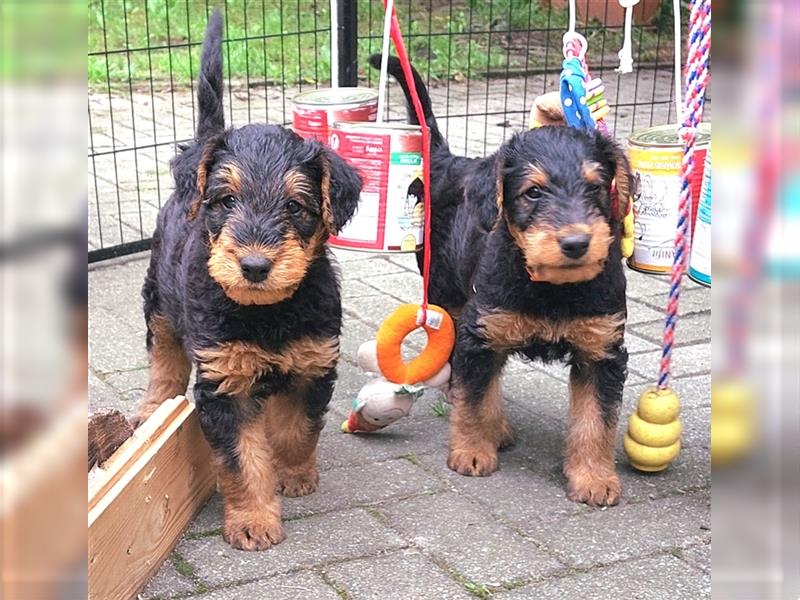 Airedale Terrier  VDH/KfT von seriösem Züchter