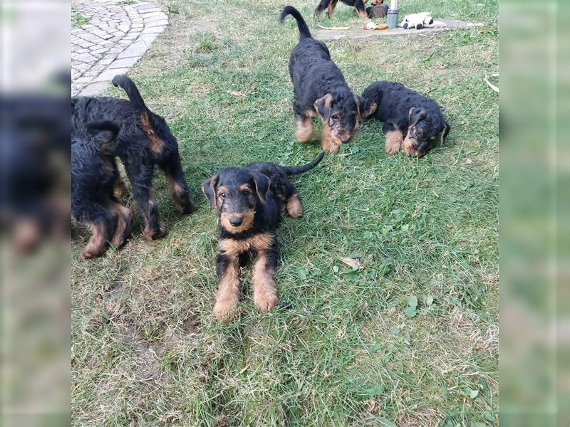 Airedale Terrier  VDH/KfT von seriösem Züchter