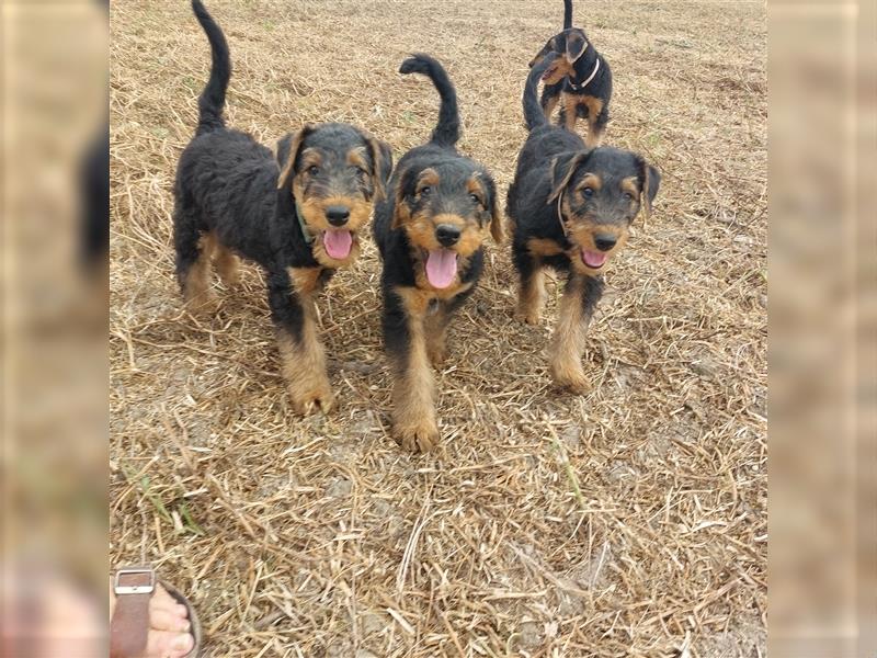 Airedale Terrier  VDH/KfT von seriösem Züchter