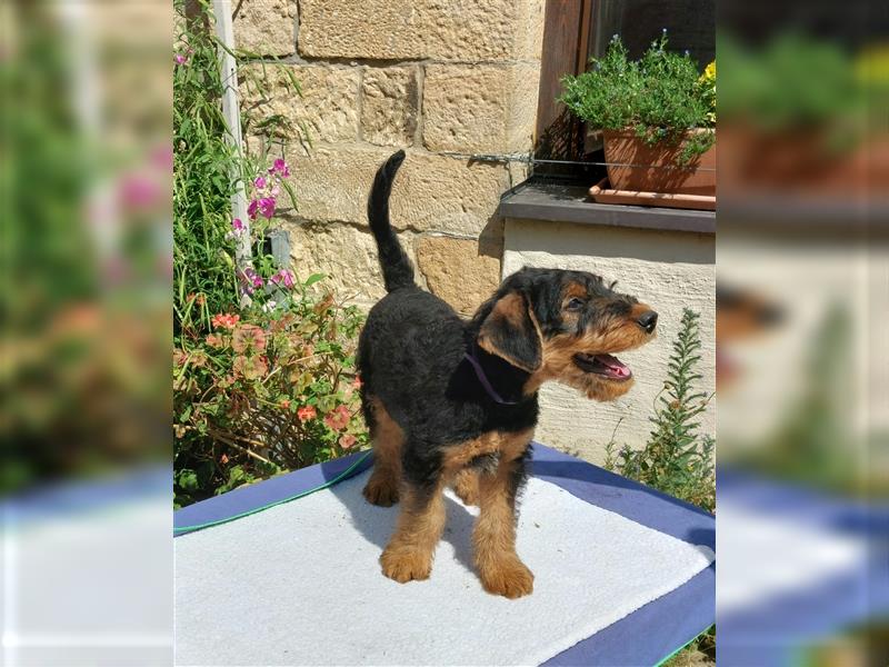 Airedale Terrier  VDH/KfT von seriösem Züchter