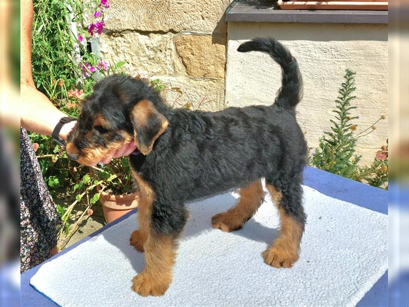 Airedale Terrier  VDH/KfT von seriösem Züchter