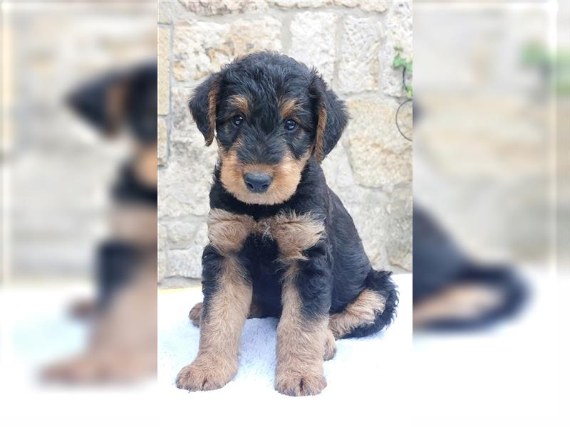 Airedale Terrier  VDH/KfT von seriösem Züchter