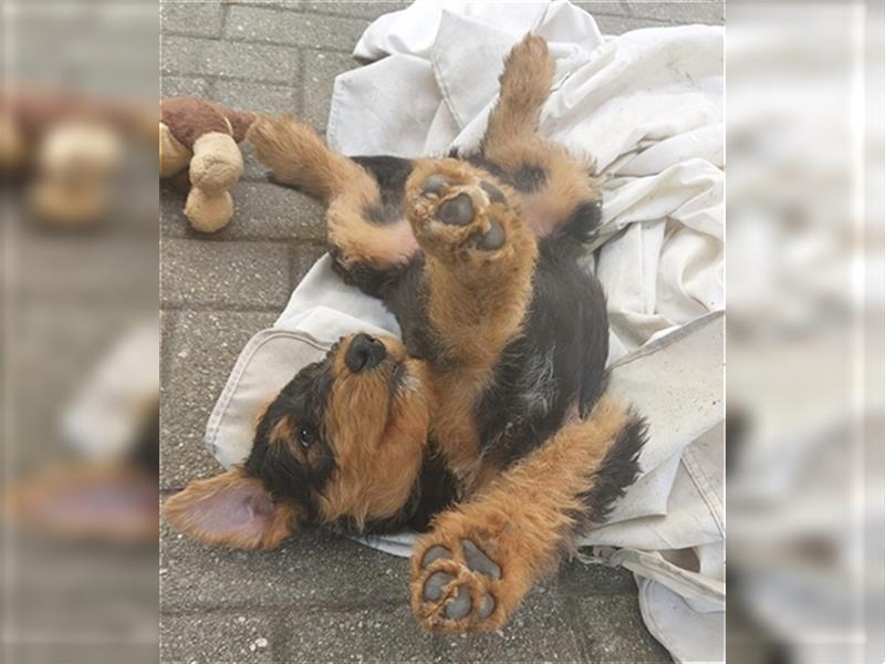 Airedale Terrier  VDH/KfT von seriösem Züchter