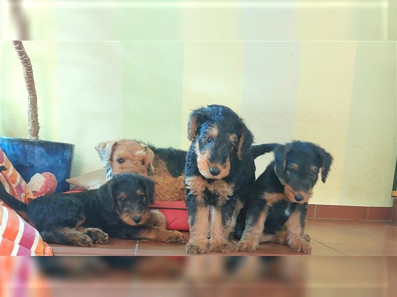 Airedale Terrier  VDH/KfT von seriösem Züchter