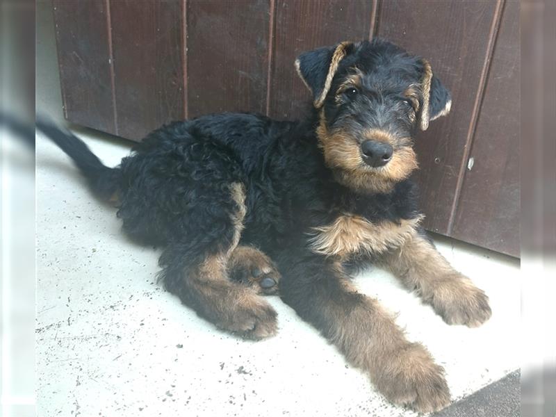 Airedale Terrier  VDH/KfT von seriösem Züchter