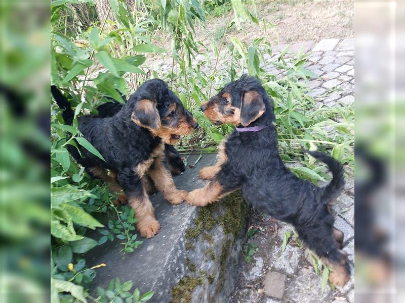 Airedale Terrier  VDH/KfT von seriösem Züchter