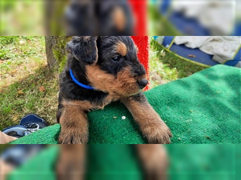 Reinrassige Airedale Terrier Welpen