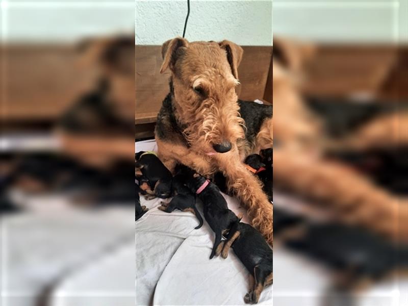 Reinrassige Airedale Terrier Welpen