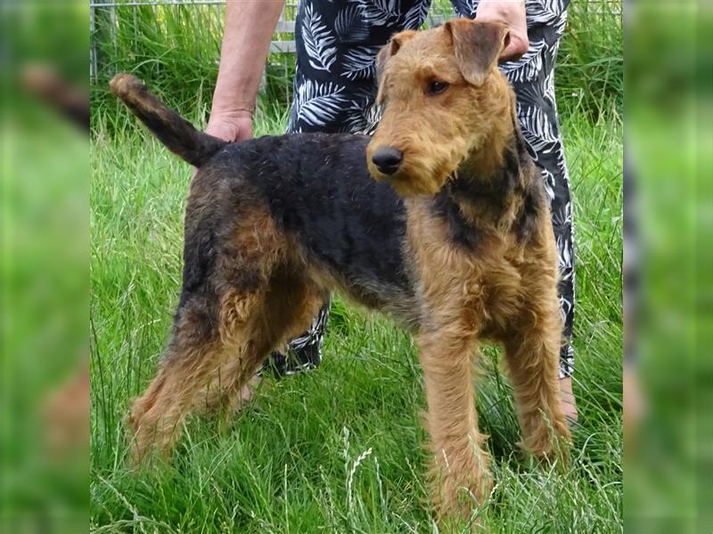 Airedaleterrier Welpen