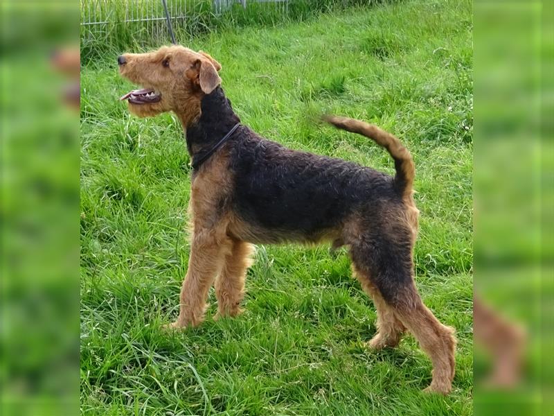 Airedaleterrier Welpen