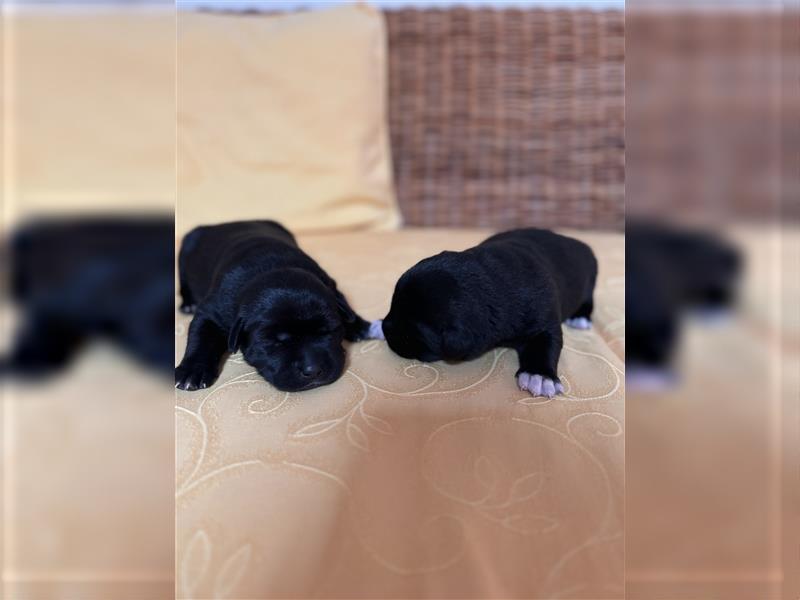 Unsere Labrakita Welpen sind da!