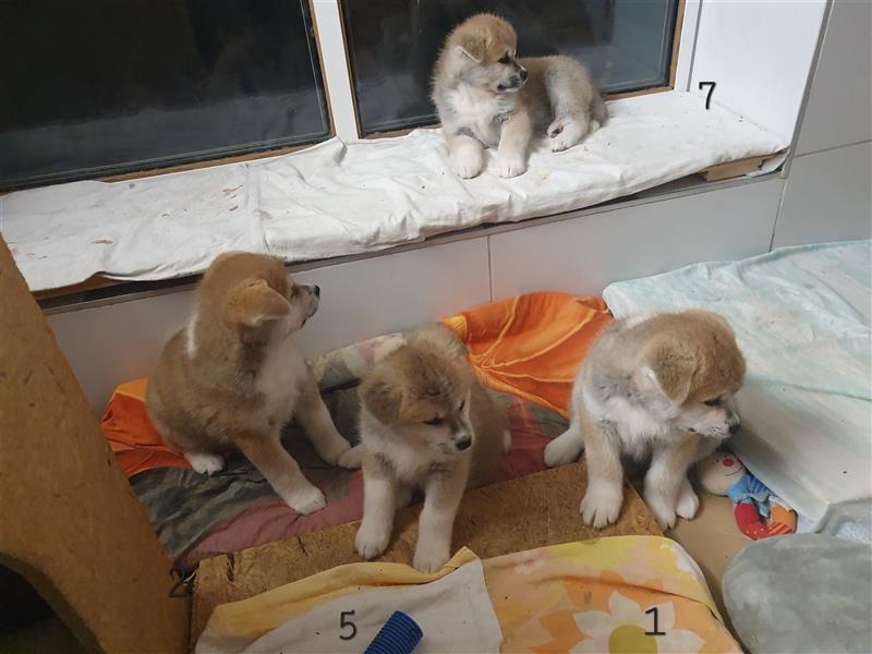 Akita Inu Welpen