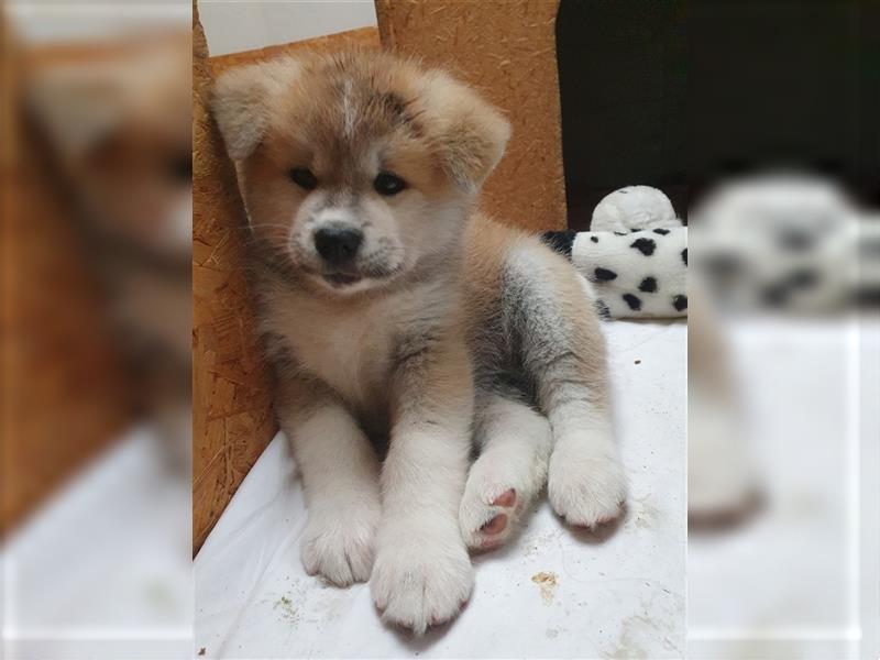 Akita Inu Welpen