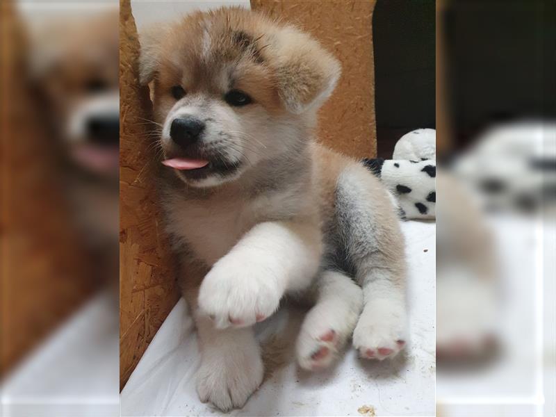 Akita Inu Welpen