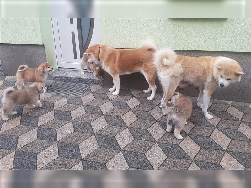 Akita Inu Welpen