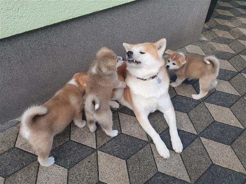 Akita Inu Welpen