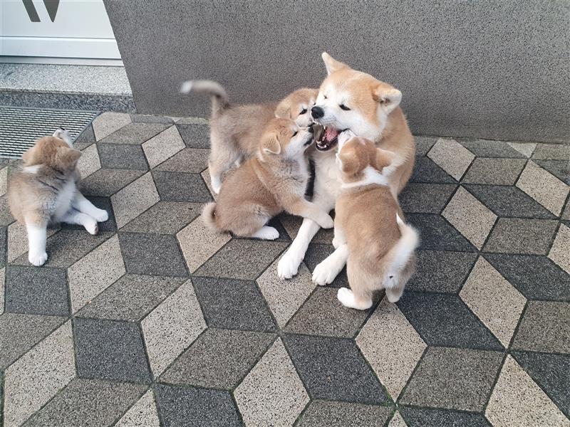 Akita Inu Welpen