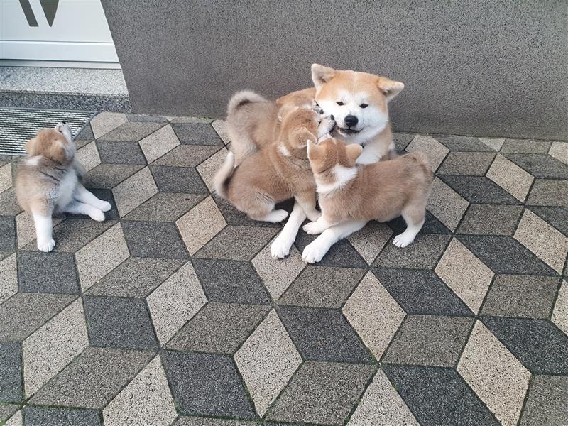 Akita Inu Welpen