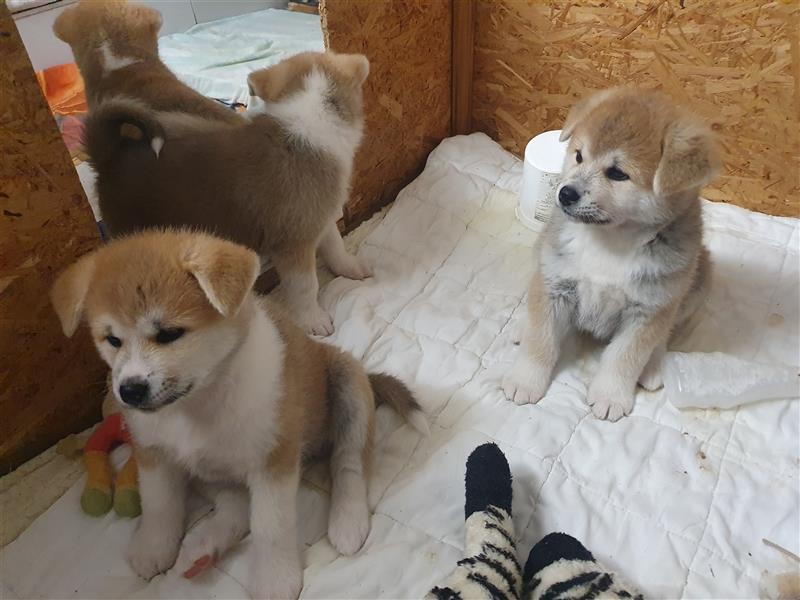 Akita Inu Welpen