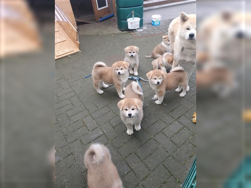 Akita Inu Welpen