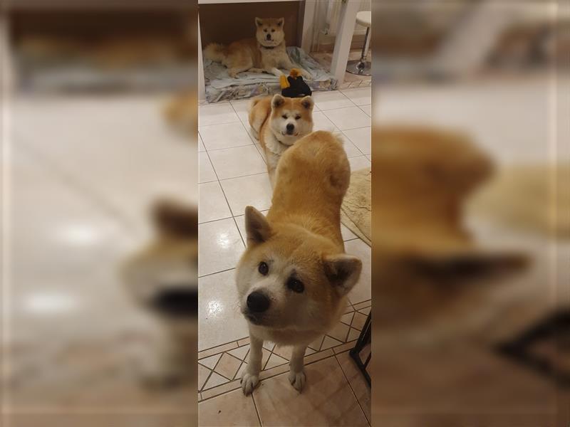 Akita Inu Welpen