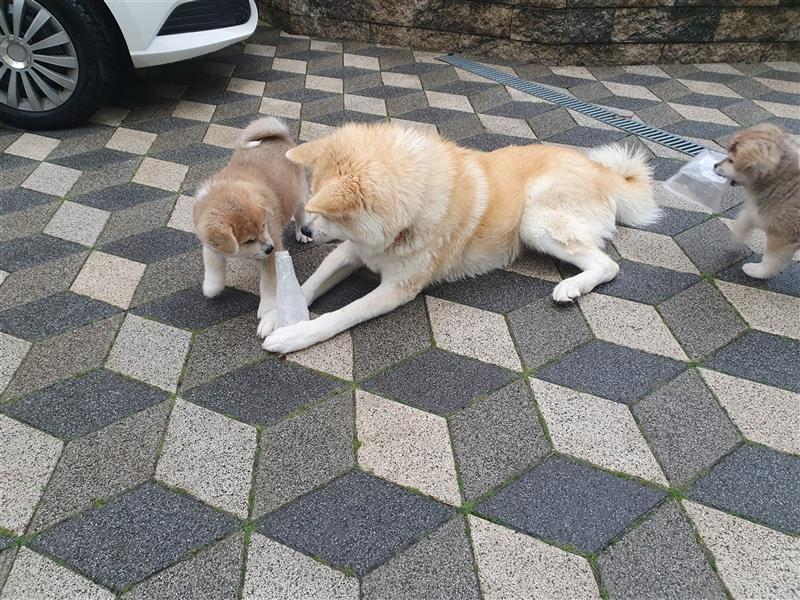 Akita Inu Welpen