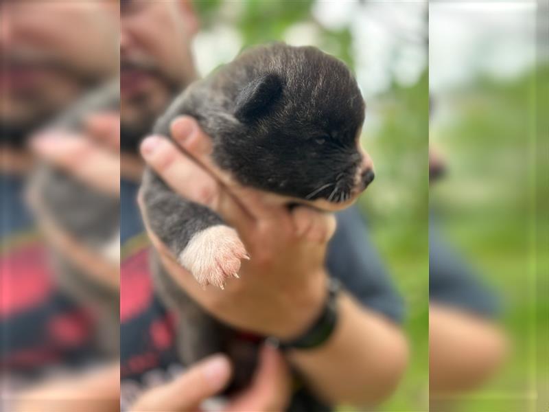 Reinrassige Jap. Akita Inu Welpen suchen neues Zuhause.