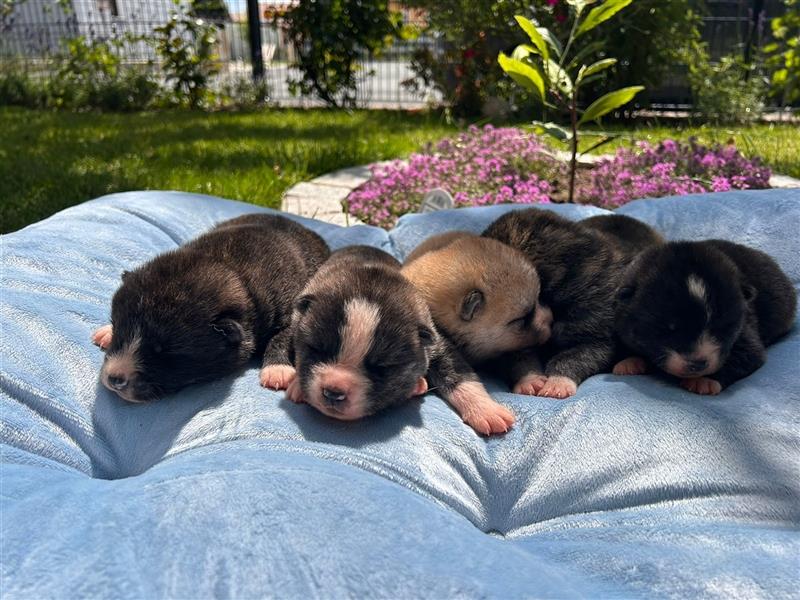 Reinrassige Jap. Akita Inu Welpen suchen neues Zuhause.