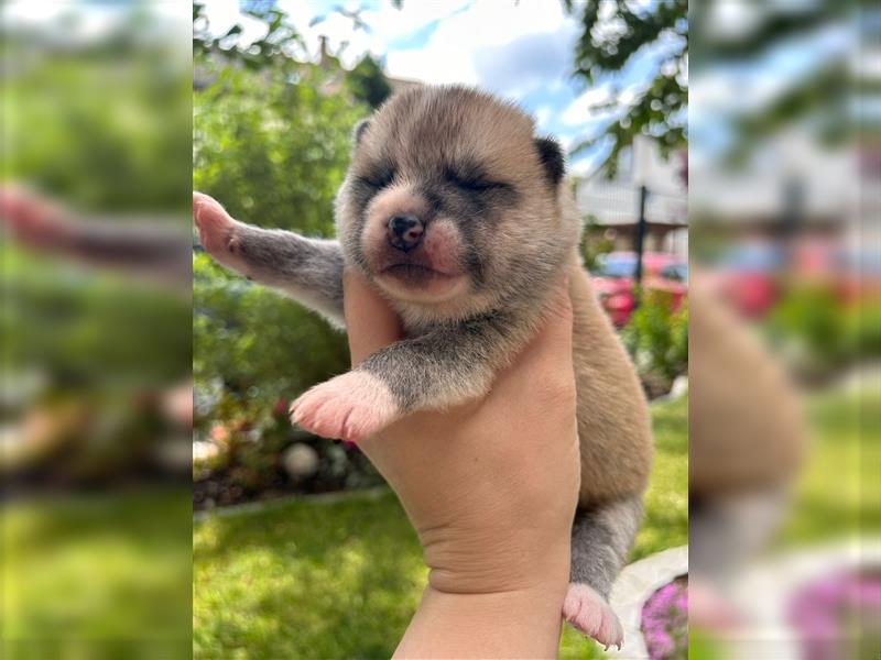 Reinrassige Jap. Akita Inu Welpen suchen neues Zuhause.