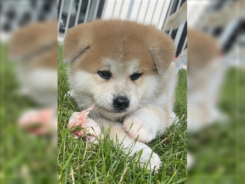 Akita Inu Welpen Minden auszugsbereit