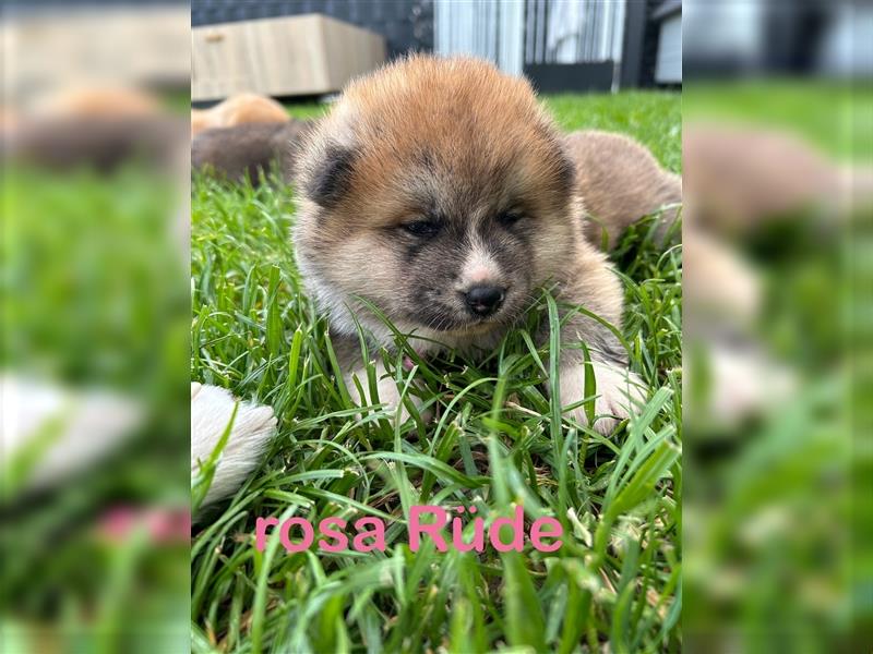 Akita Inu Welpen Minden auszugsbereit